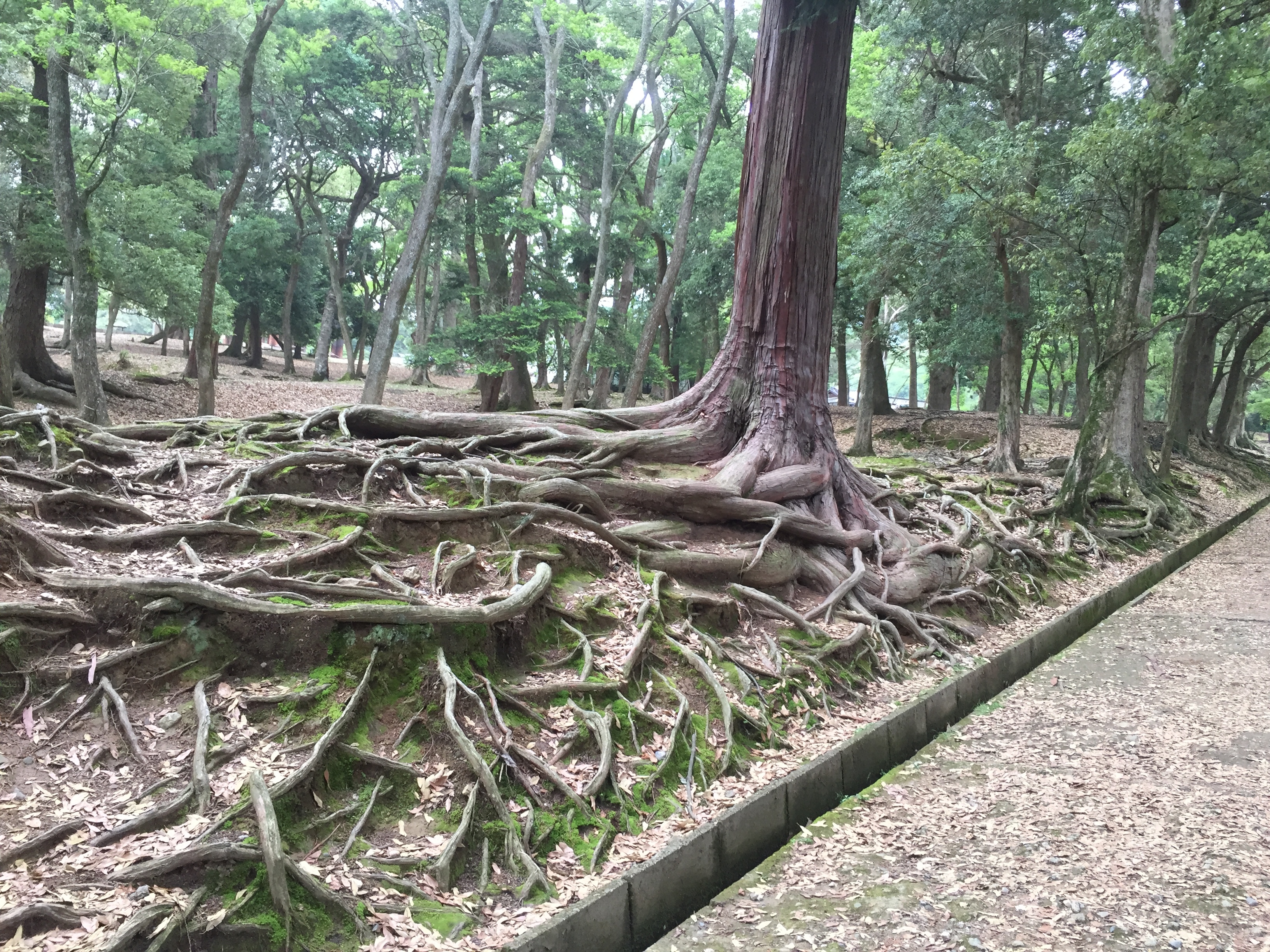 杉の根