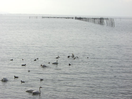 琵琶湖の水鳥2